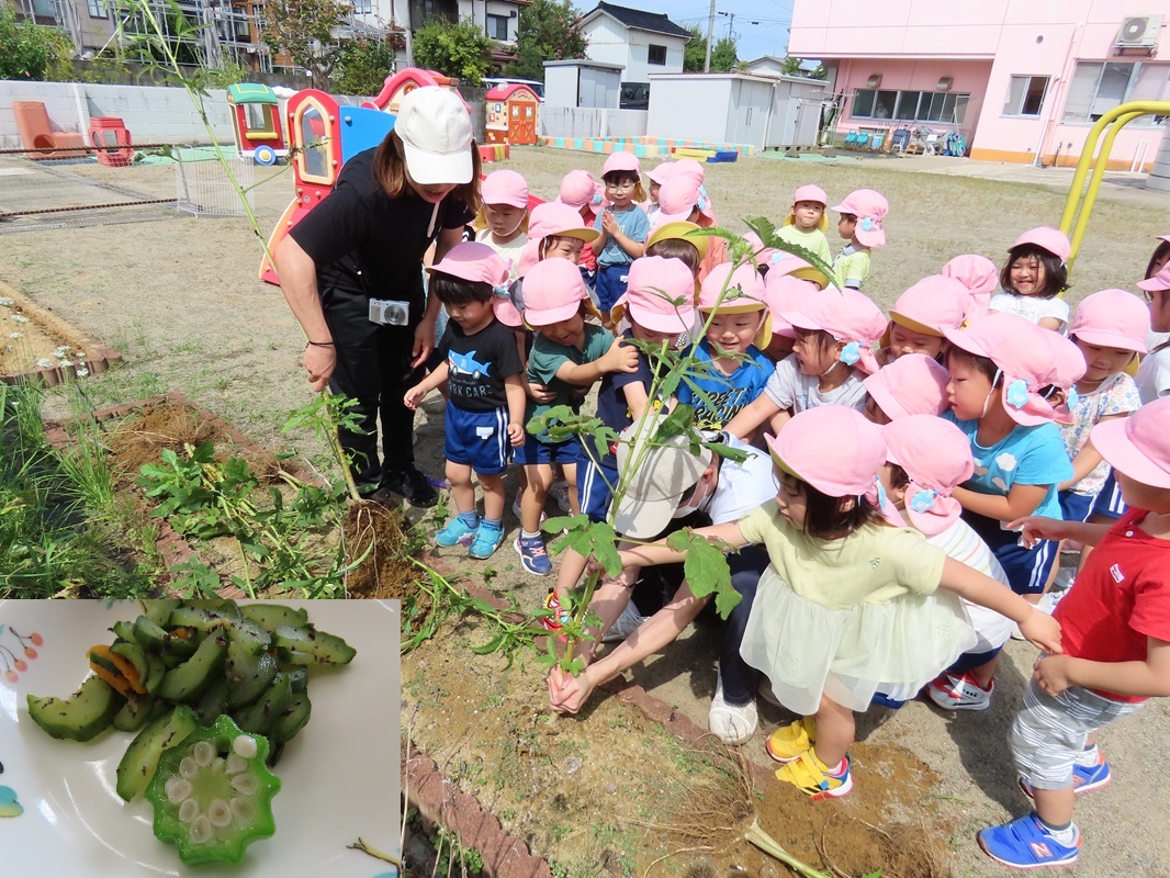 ９月９日（月）年少組オクラ栽培終了
