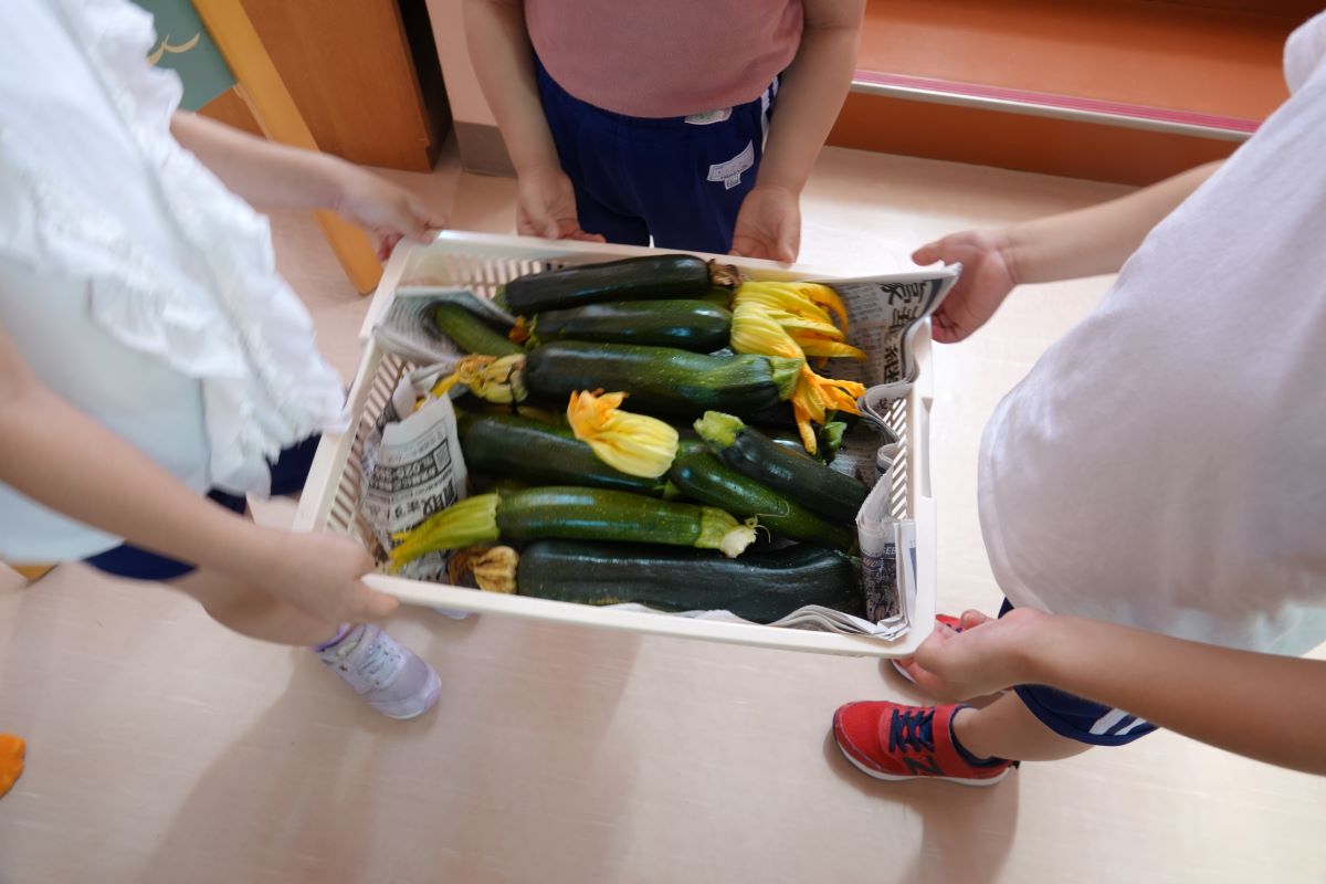 7月6日（木）年長のズッキーニ収穫