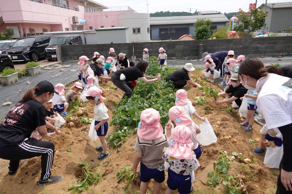 6月21日（水）ぼたんぐみのジャガイモ拾い