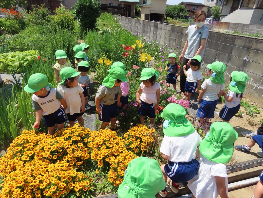 ６月１７日（月）ぼたん組お花 の観察