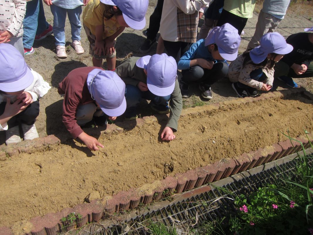 5月10日（金）年長の枝豆種蒔き