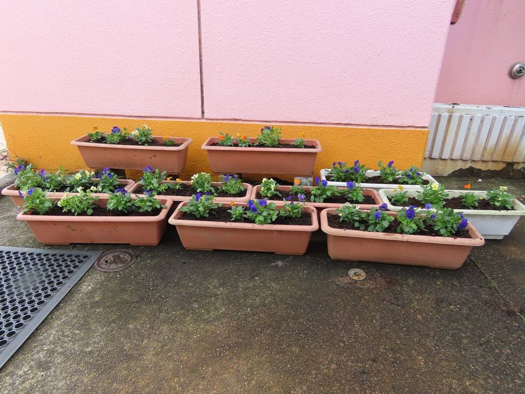 年長組の花苗植え