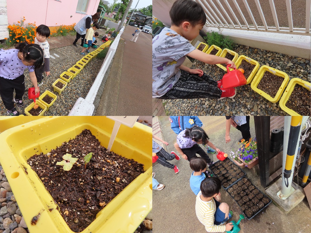 5月15日（木） 年長組の水やり当番