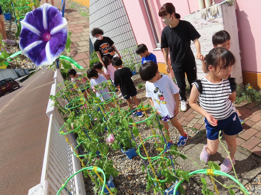 ７月１８日（木） 年長　朝顔の生長
