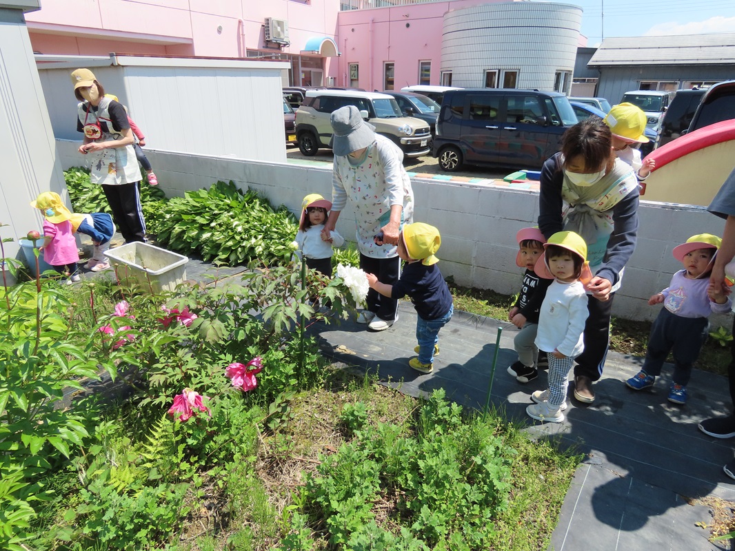 綺麗なお花だね