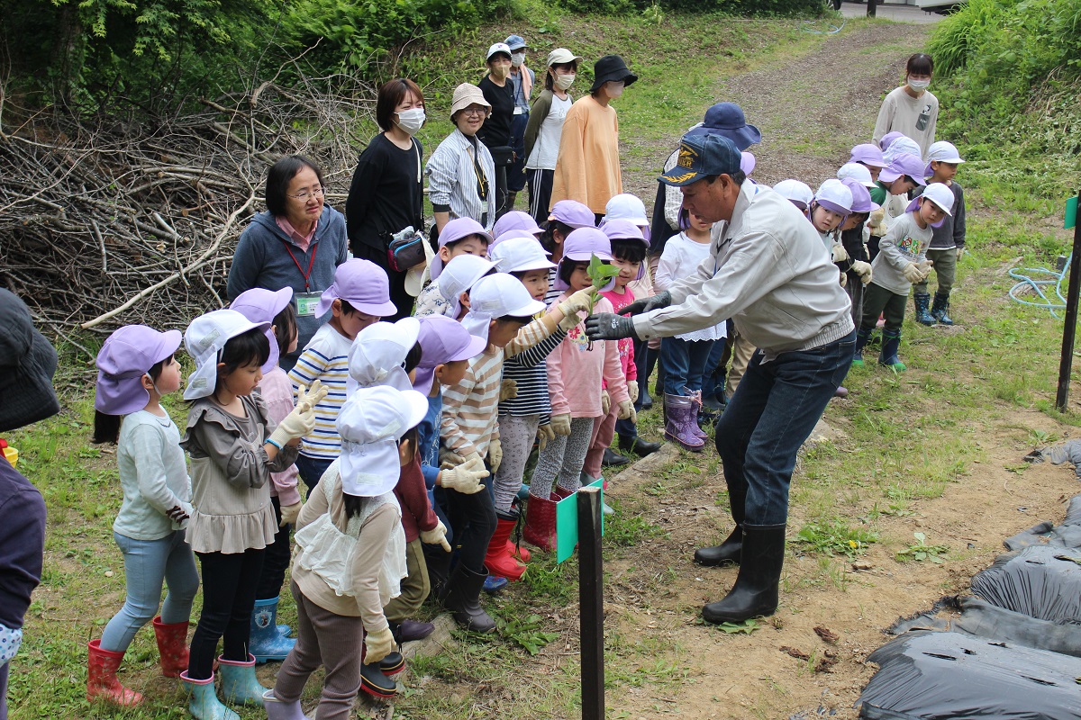 5月26日（金）年長のサツマイモ植え