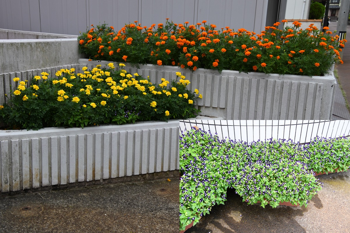 8月6日（火）花元気です。