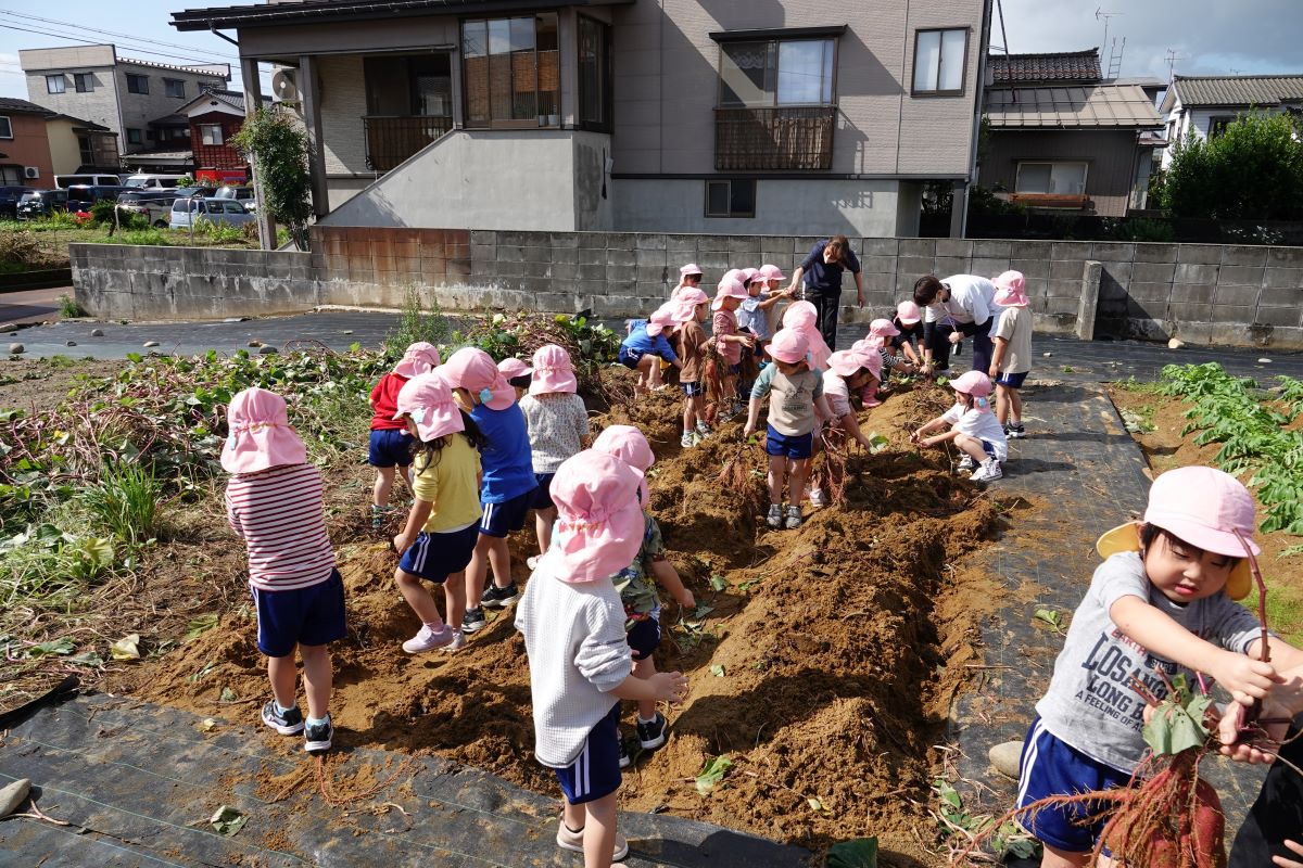 10月11日（水）さくらぐみのイモ掘り
