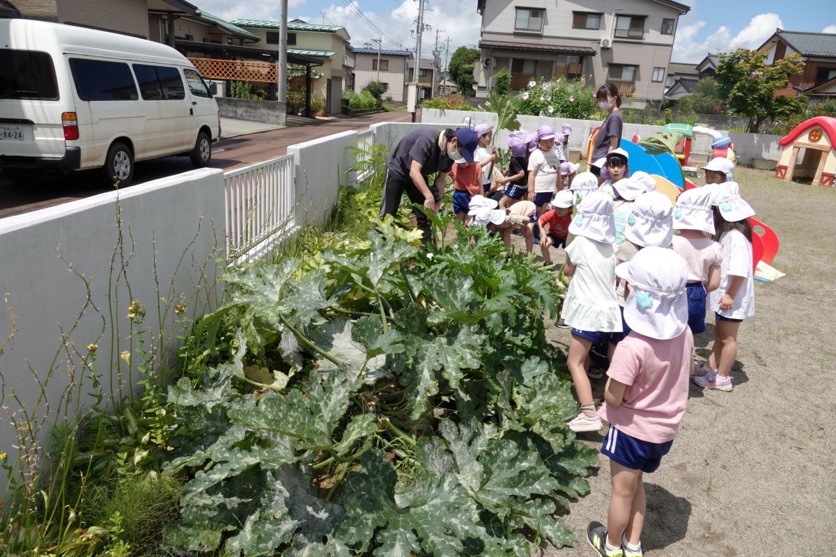 7月20日（木）年長の「ズッキーニ仕舞い」