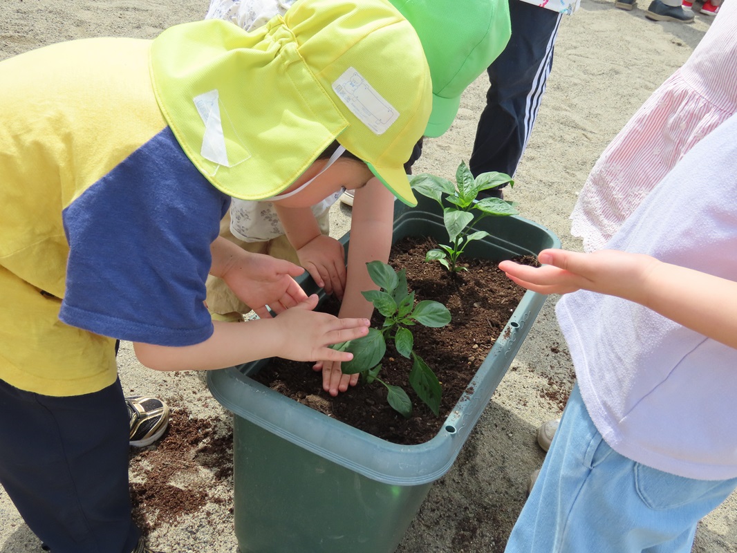 優しく苗を植えます