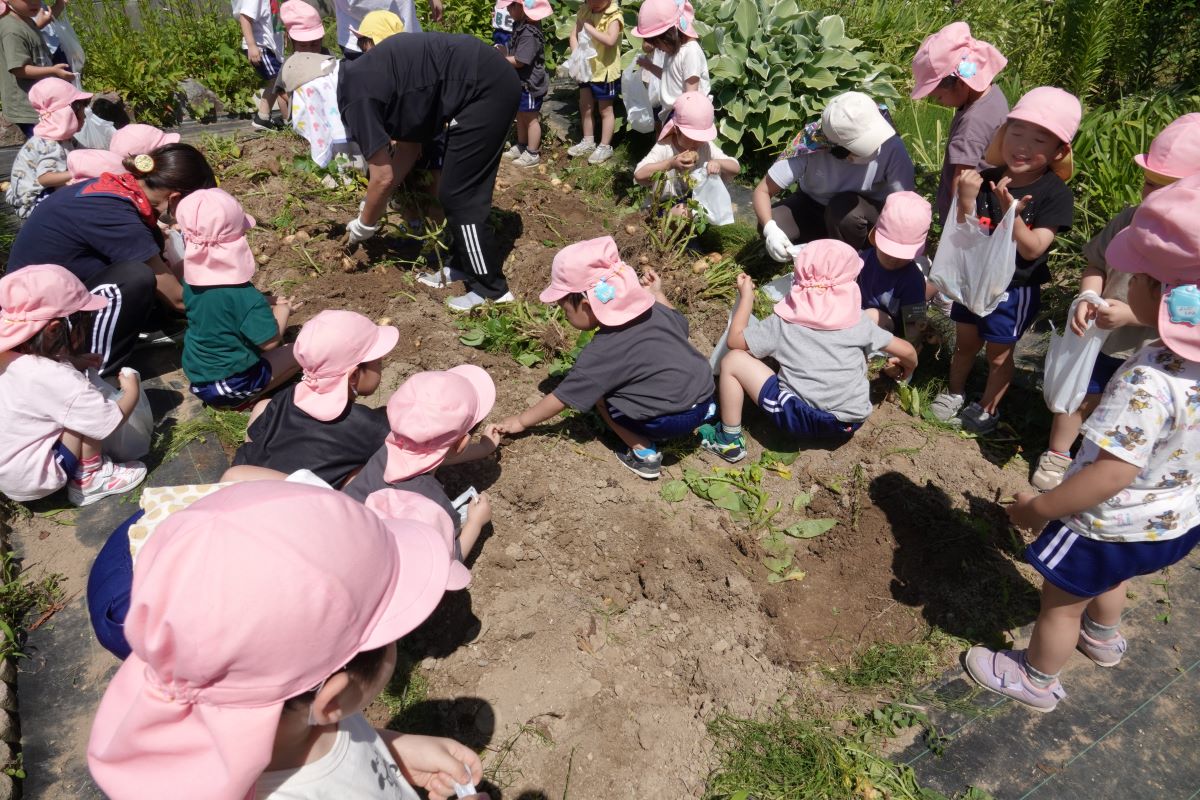6月26日（月）さくらぐみのジャガイモ掘り