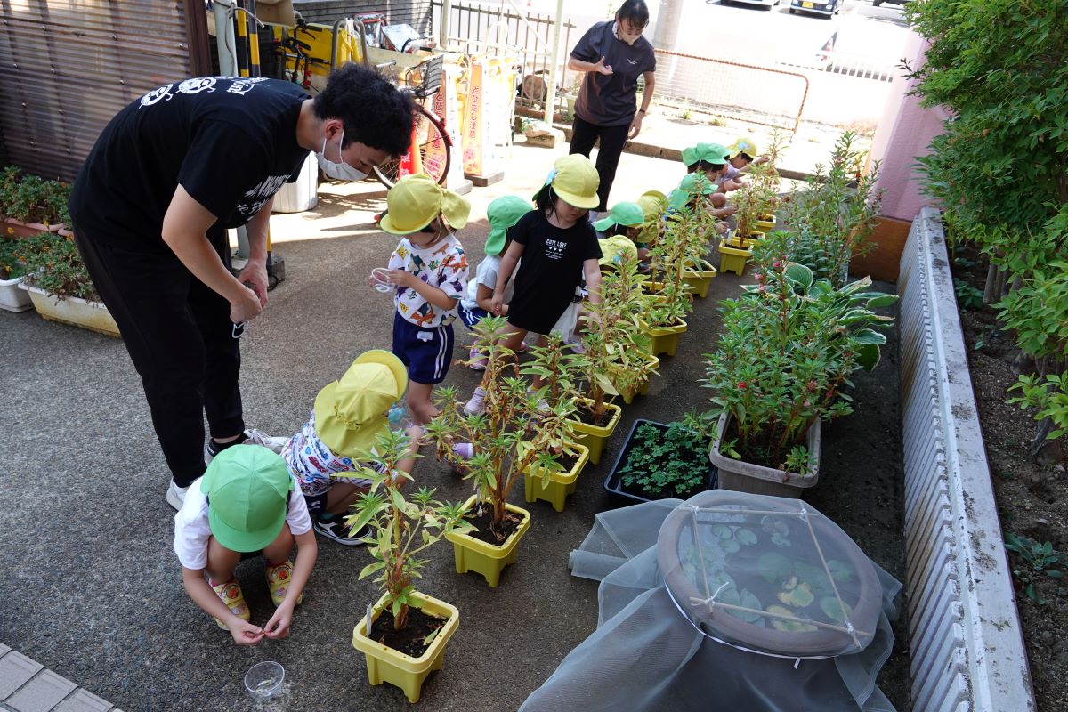 8月21日（月）年中のホウセンカ観察、トマト仕舞い