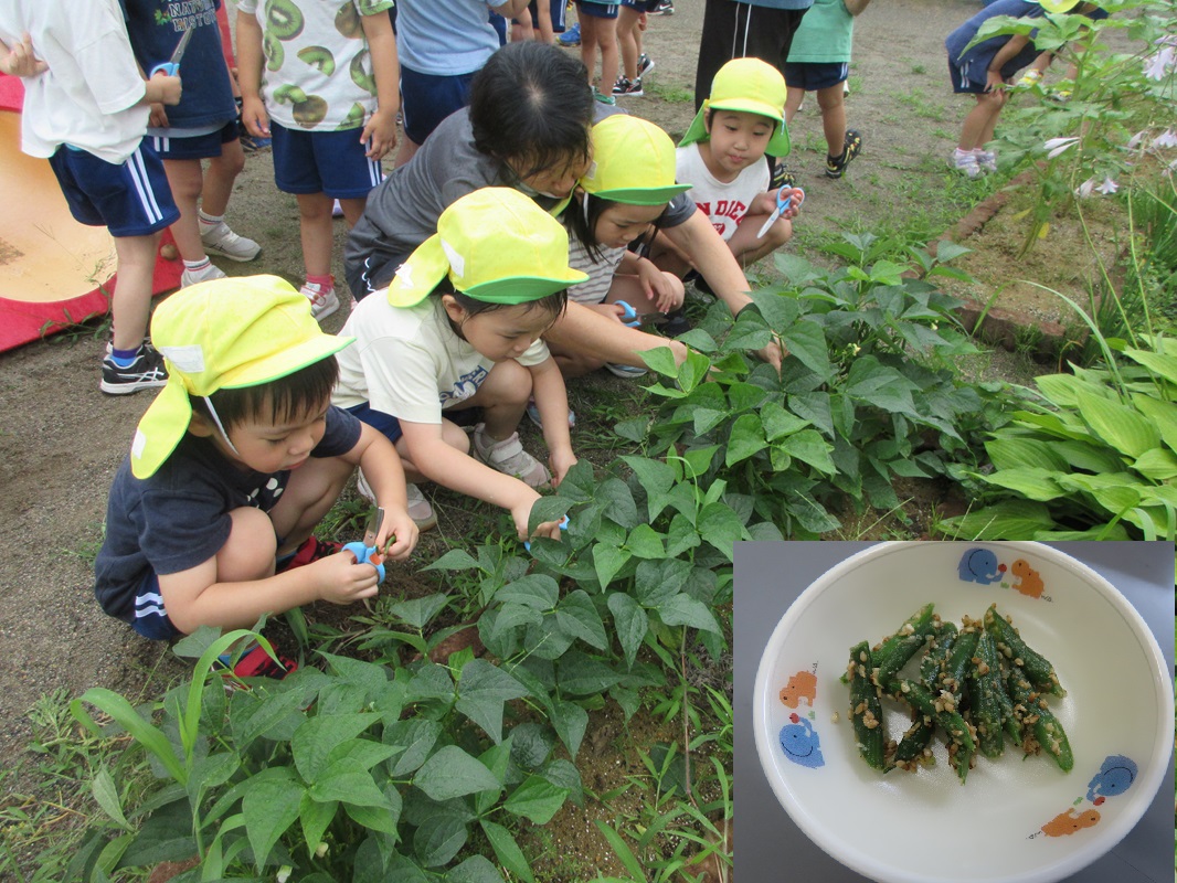 ７月１２日（金） きく組　「つるなしインゲン」の収穫