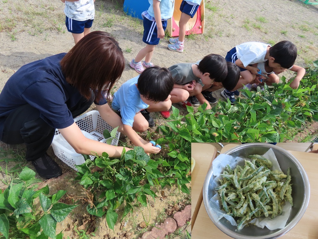 ８月９日（金） きく組 つるなしインゲン収穫