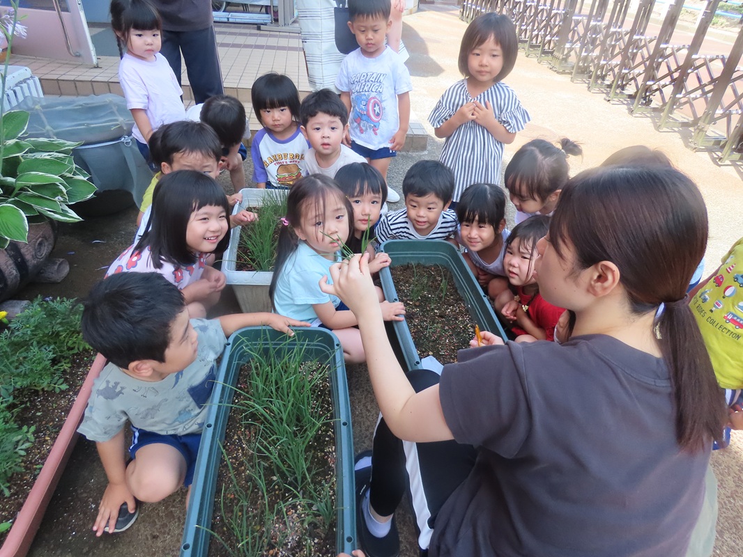 7月23日（水） さくら組 ニラの収穫