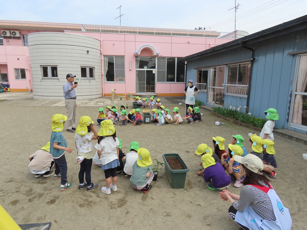 5月16日（金） 年中組 ピーマンの苗植え