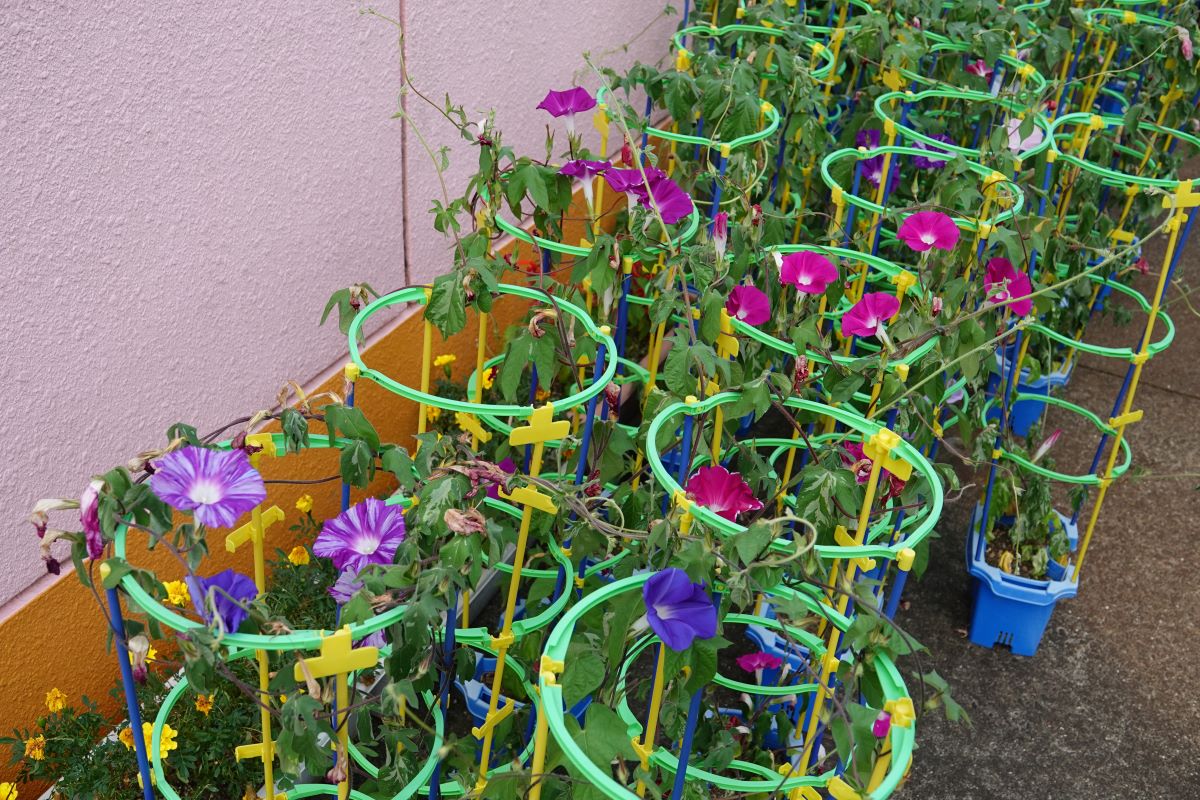 7月31日（月）年長のアサガオの様子