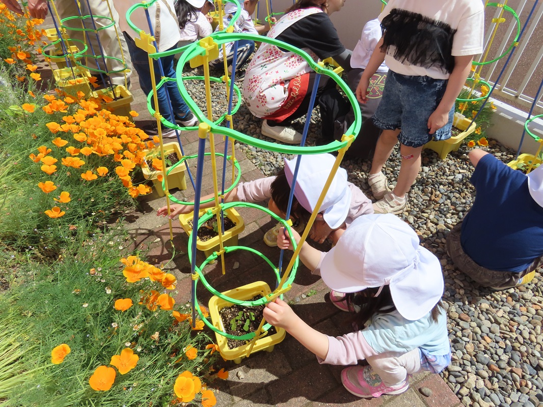 5月29日（木） 年長組 朝顔の支柱立て