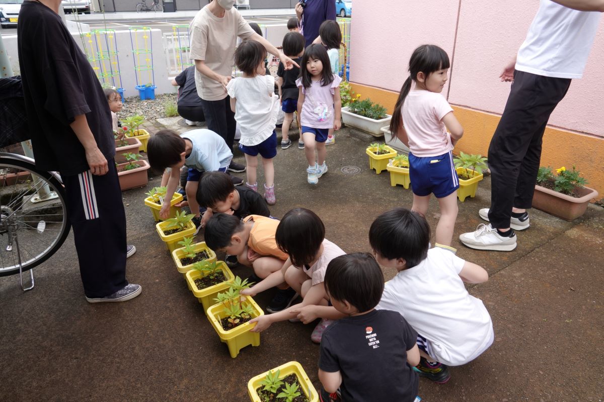 6月22日（水）年中のホウセンカ間引き