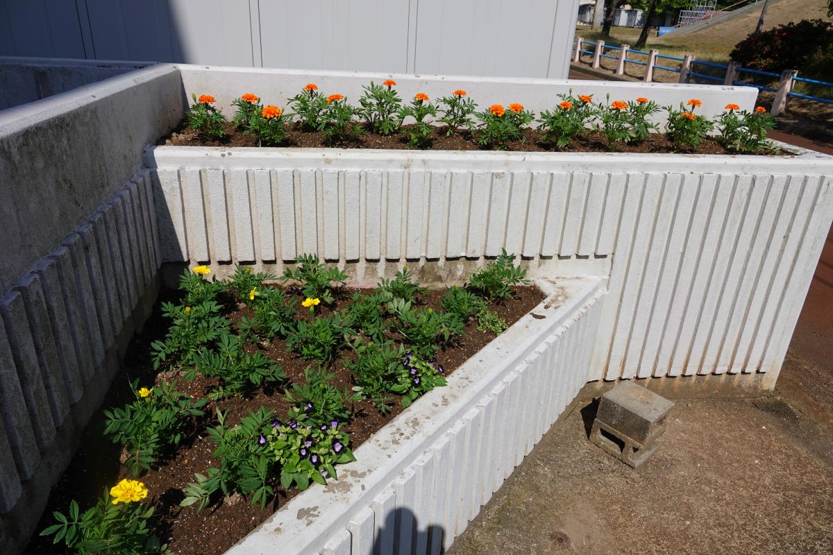 6月14日（金）花壇、プランターの花が替わりました