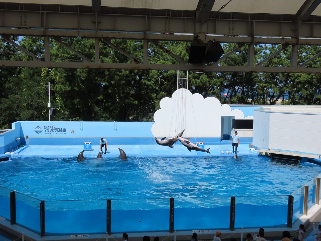 イルカショー♩