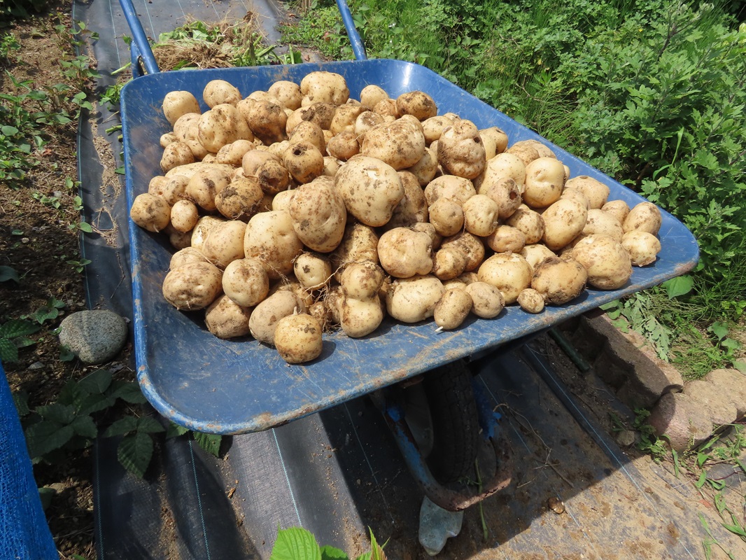 たくさん収穫できました！