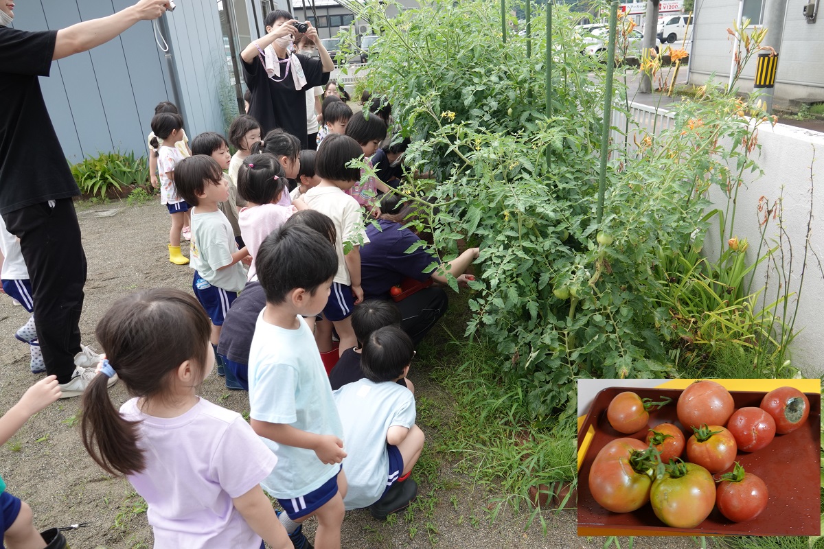 7月14日（金）年中のトマト収穫